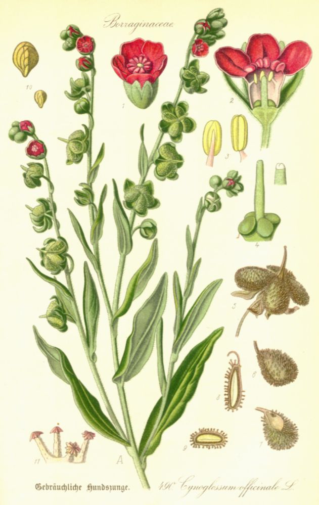 Boraginaceae Cynoglossum officinale