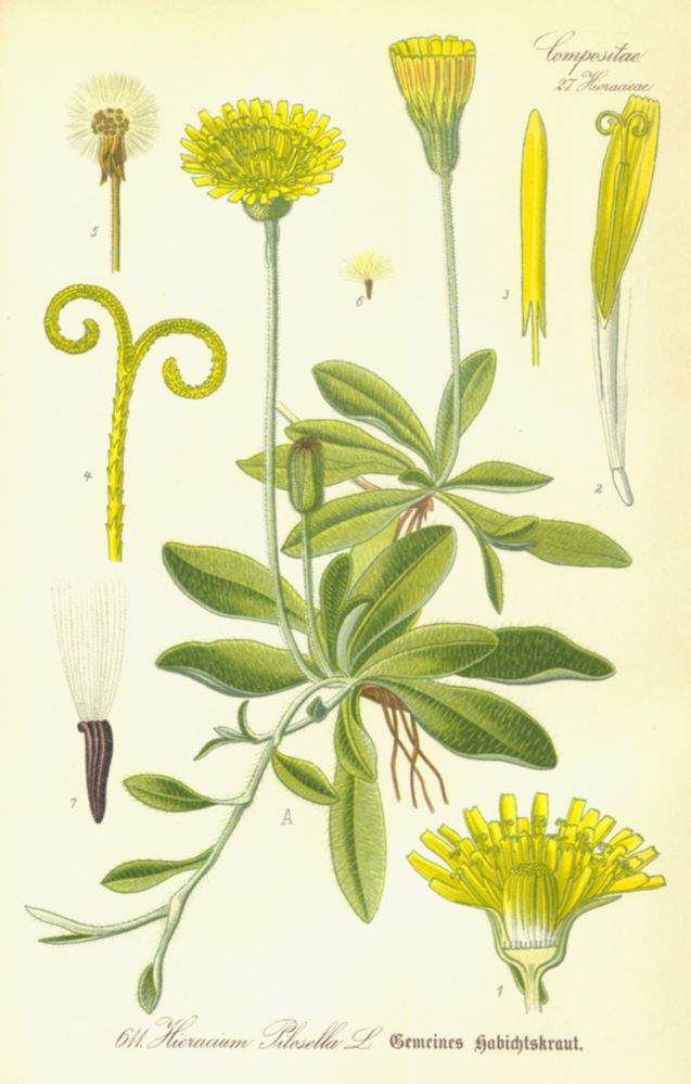 Asteraceae Hieracium pilosella