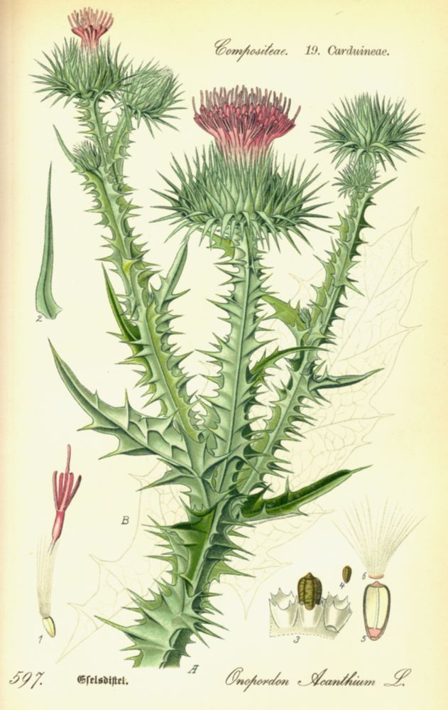 Asteraceae Onopordum acanthium