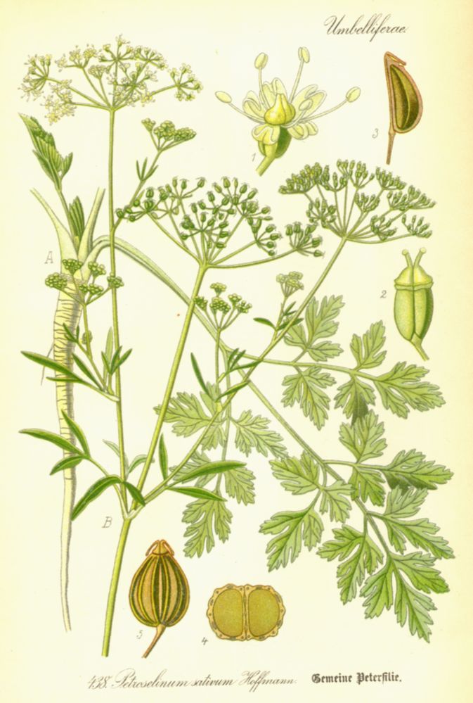 Apiaceae Petroselinum sativum