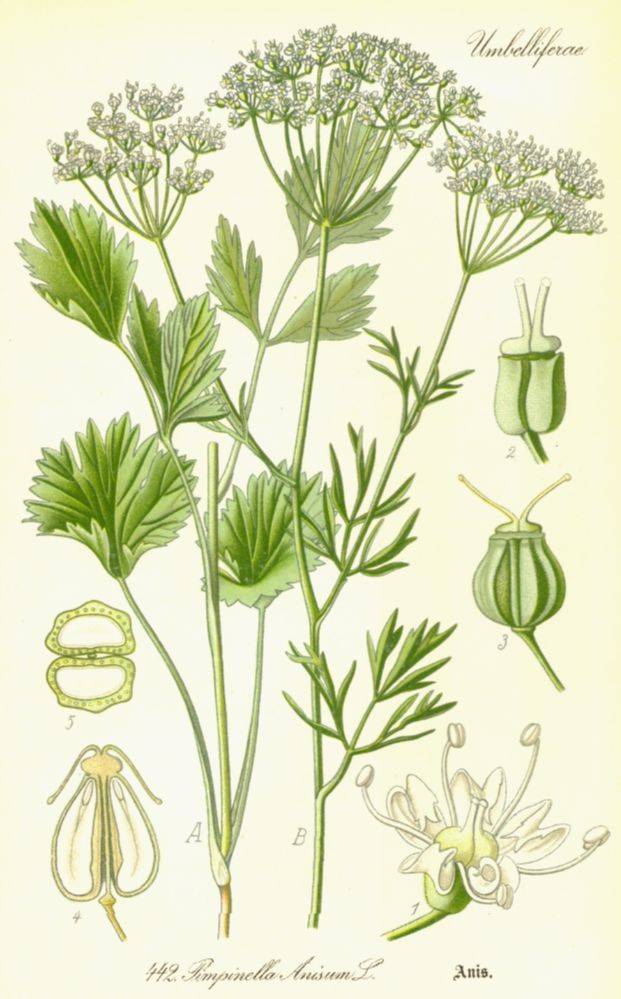 Apiaceae Pimpinella anisum