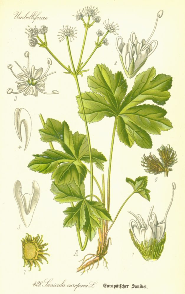 Apiaceae Sanicula europaea