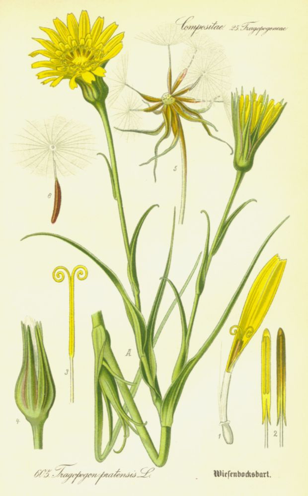 Asteraceae Tragopogon pratensis