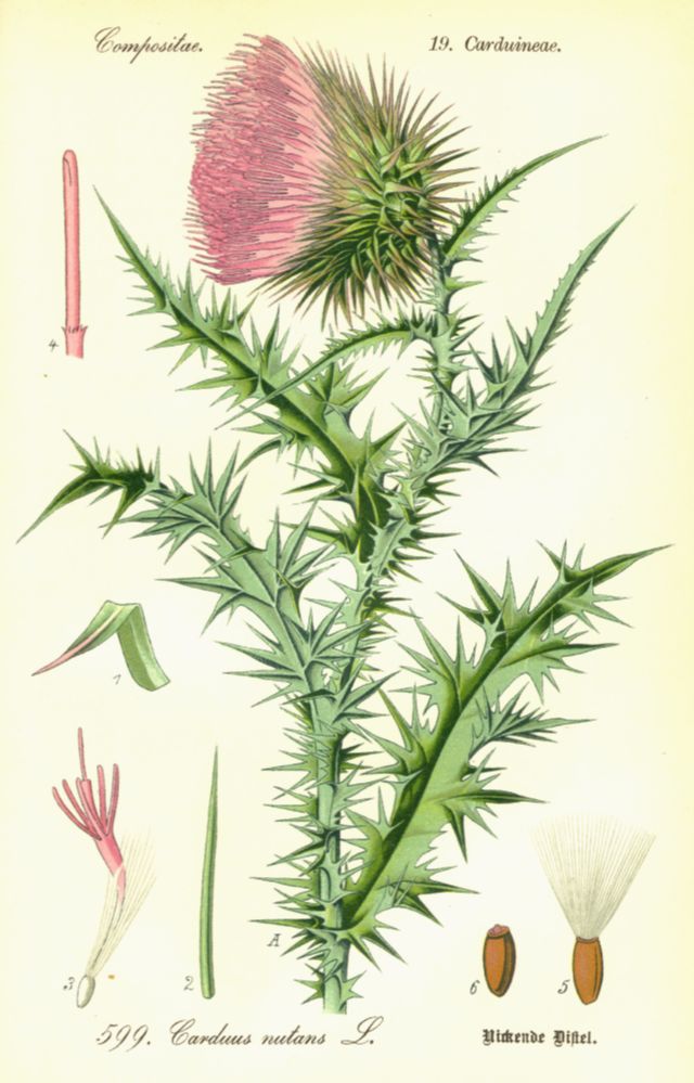 Asteraceae Carduus nutans