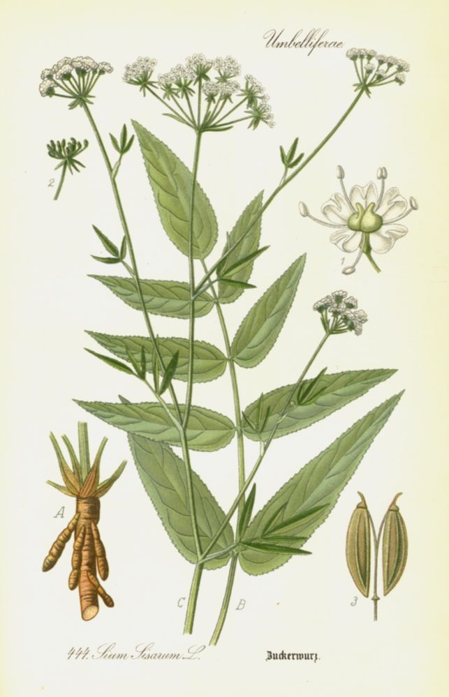 Apiaceae Sium sisarum