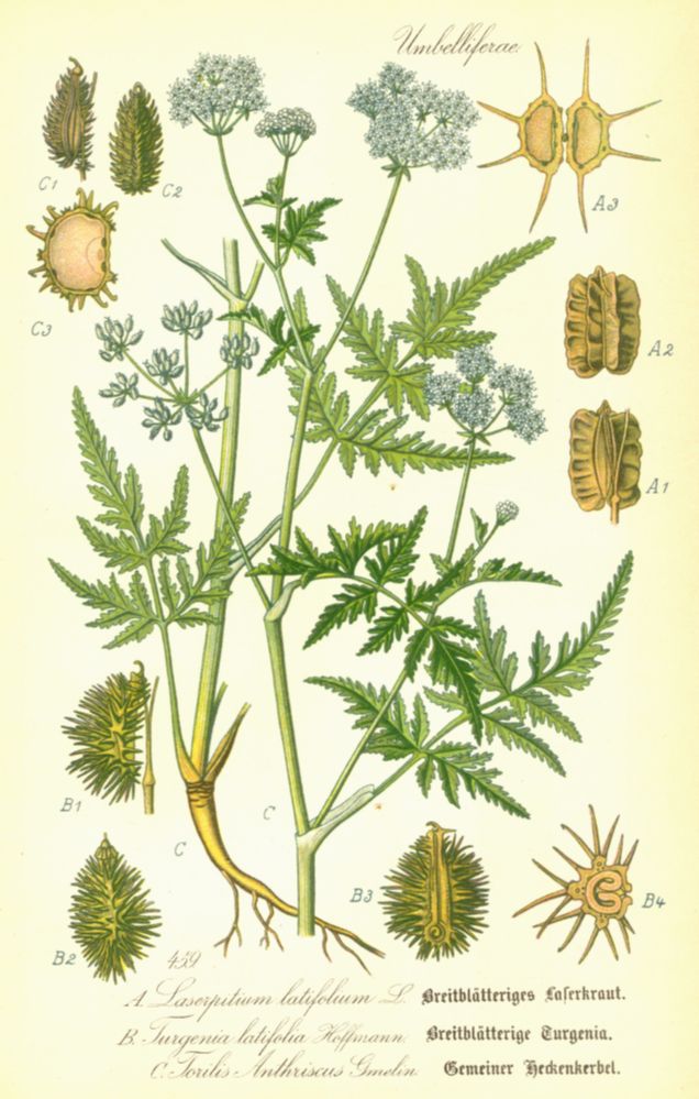 Apiaceae Torilis anthriscus