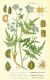 image of Laserpitium latifolium