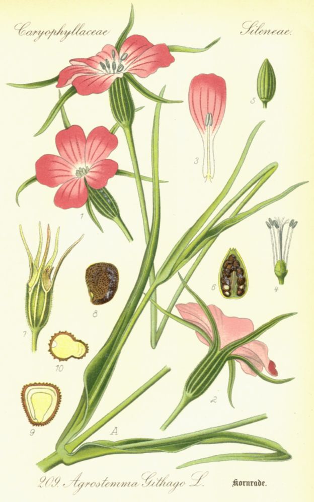 Caryophyllaceae Agrostemma githago