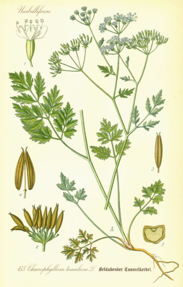 Apiaceae Chaerophyllum temulum
