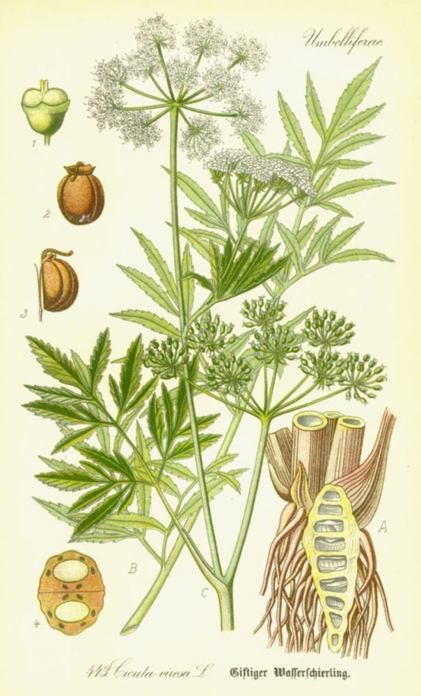Apiaceae Cicuta virosa