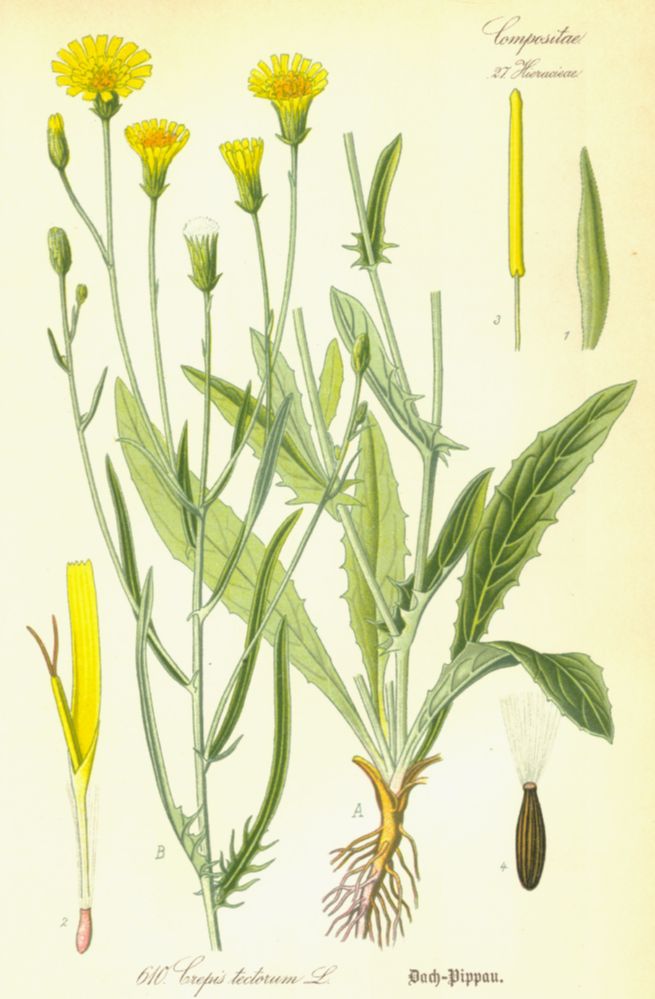 Asteraceae Crepis tectorum