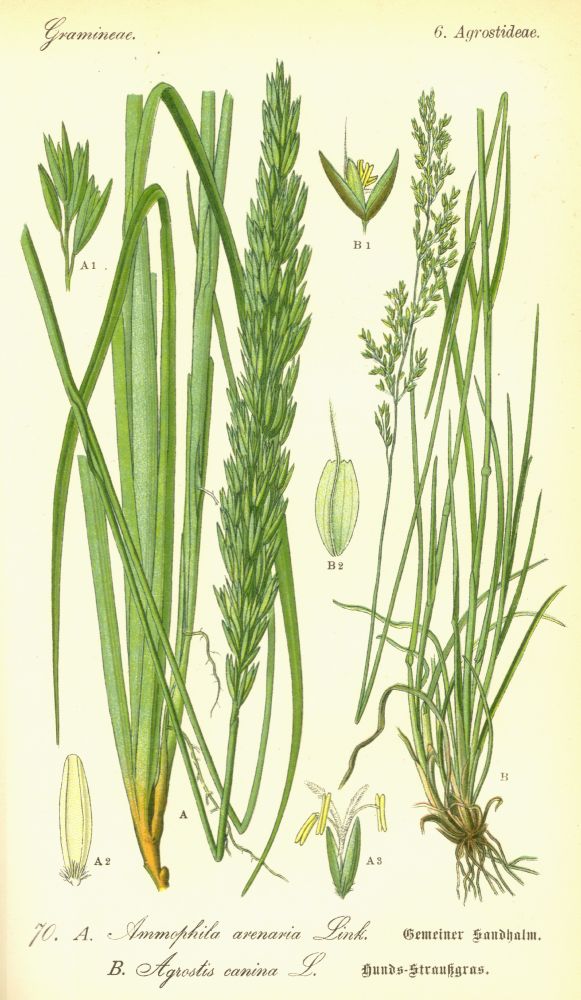 Poaceae Agrostis canina