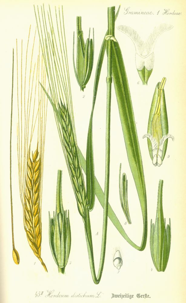 Poaceae Hordeum distichon