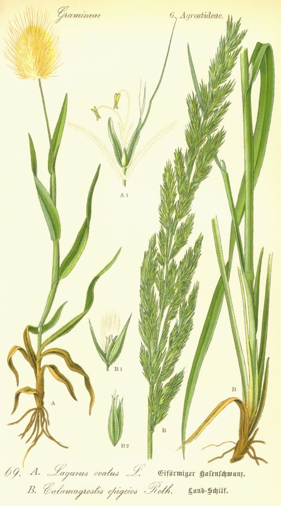 Poaceae Calamagrostis epigeios