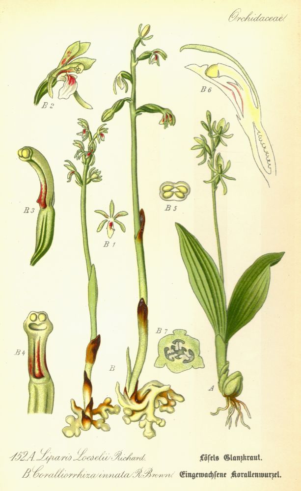 Orchidaceae Corallorrhiza innata