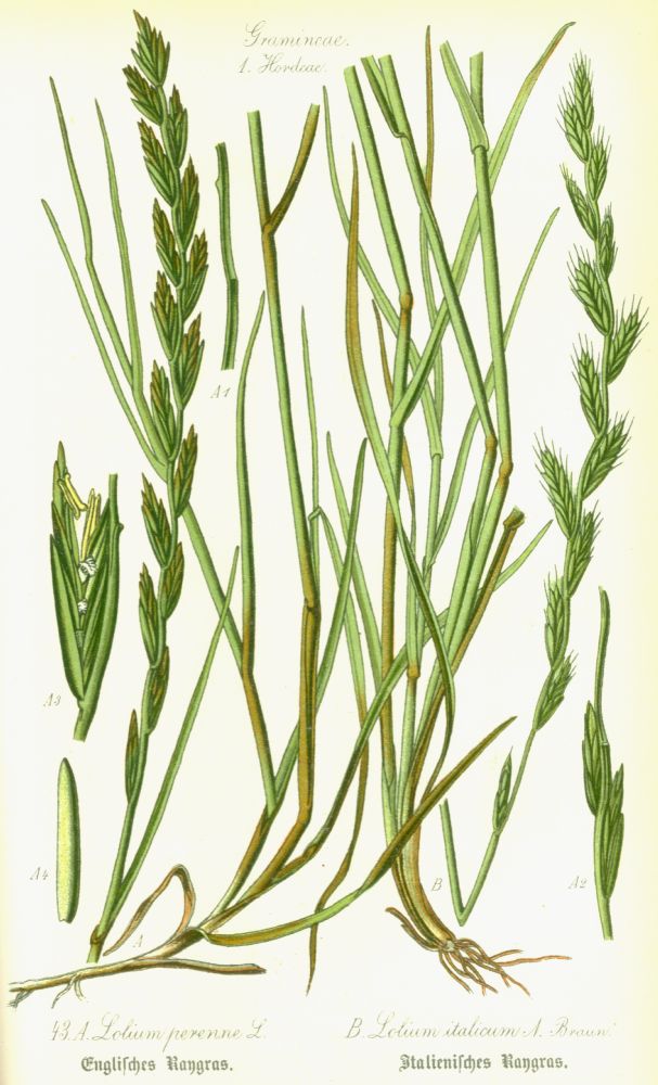 Poaceae Lolium italicum