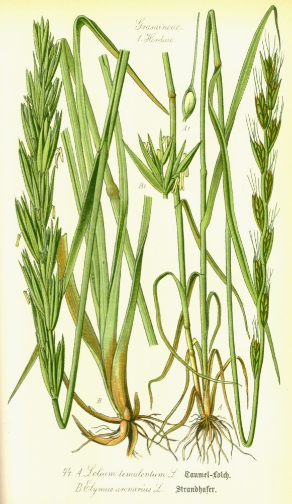 Poaceae Elymus arenarius