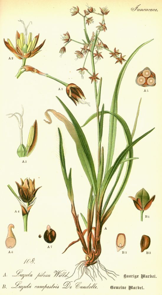 Juncaceae Luzula campestris