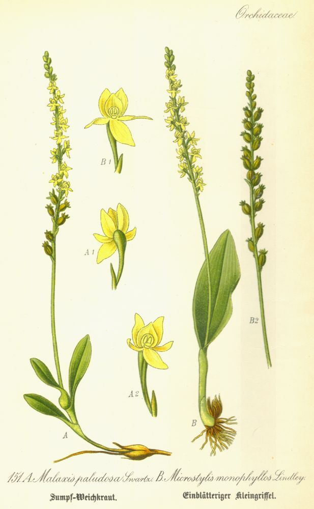 Orchidaceae Malaxis monophyllos