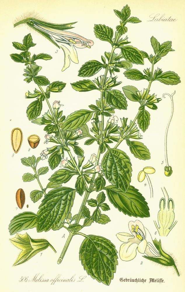 Lamiaceae Melissa officinalis