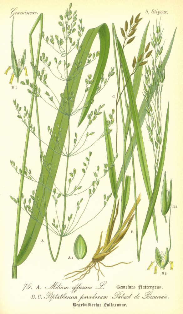 Poaceae Piptatherum paradoxum