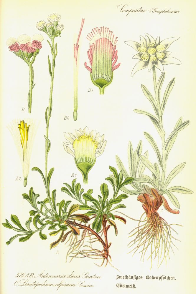 Asteraceae Leontopodium alpinum