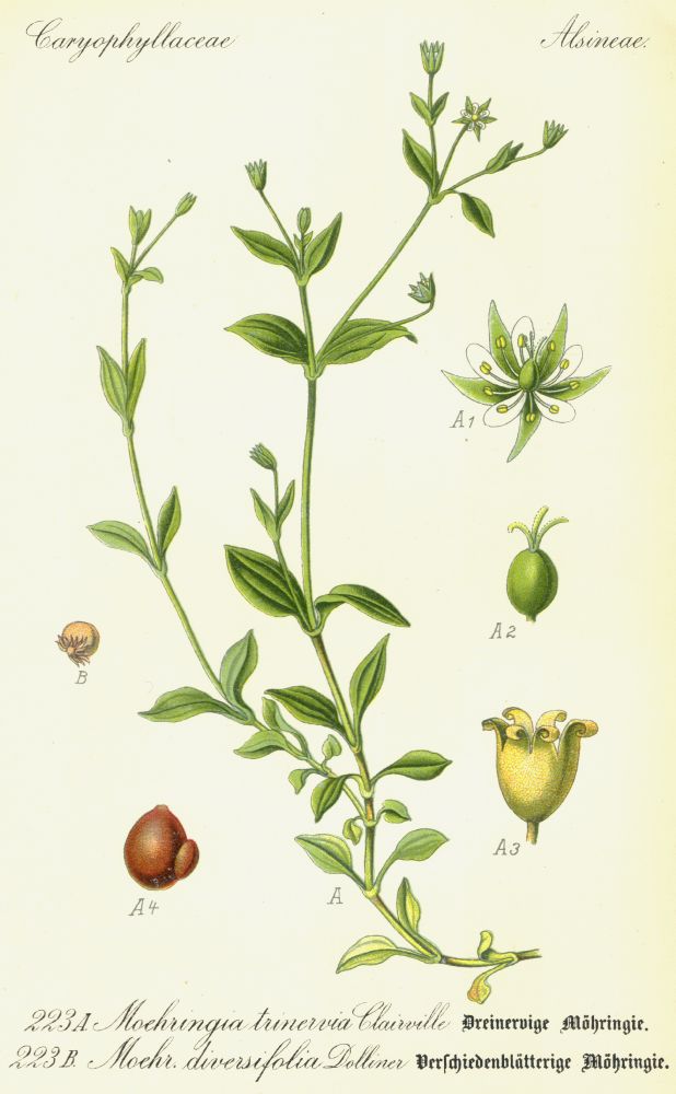 Caryophyllaceae Moehringia diversifolia