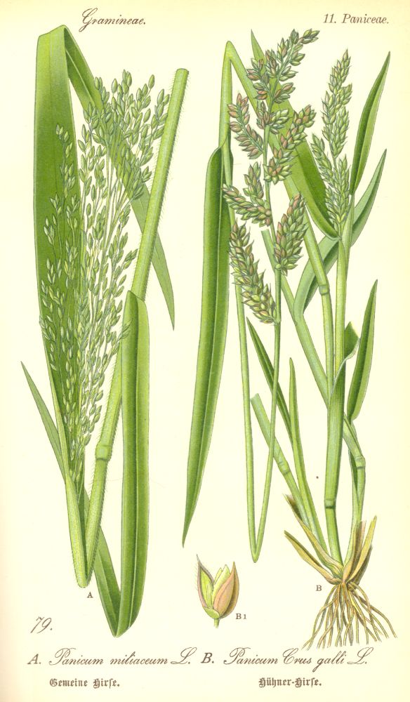Poaceae Panicum crus-galli