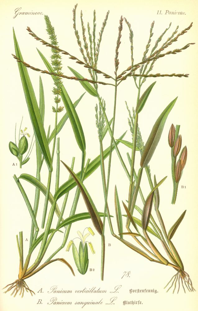 Poaceae Panicum sanguinale