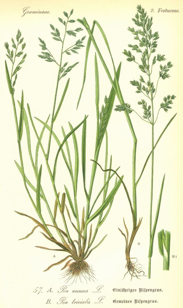 Poaceae Poa trivialis