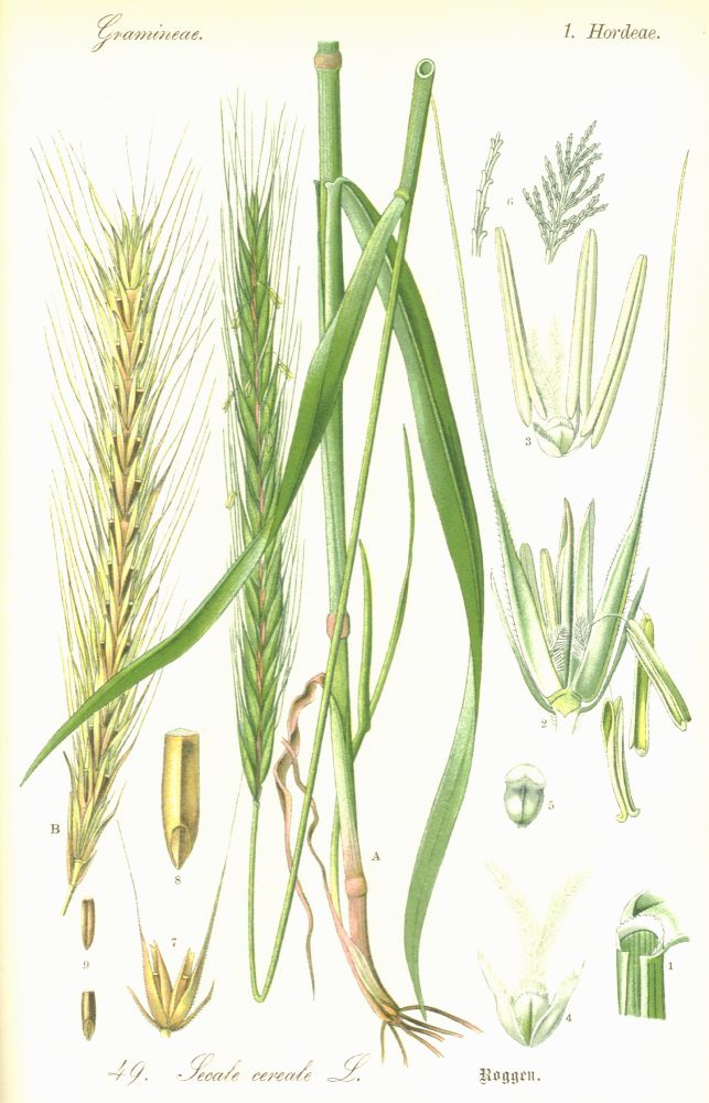Poaceae Secale cereale