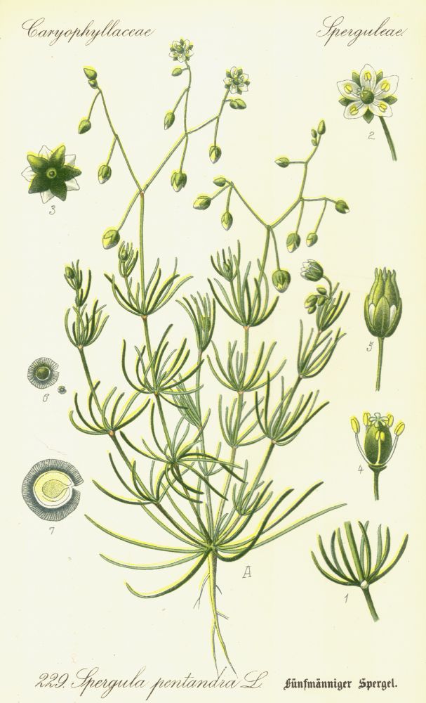 Caryophyllaceae Spergula pentandra
