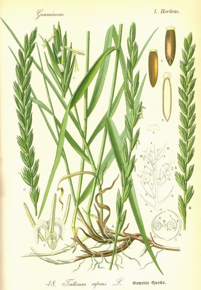 Poaceae Triticum repens
