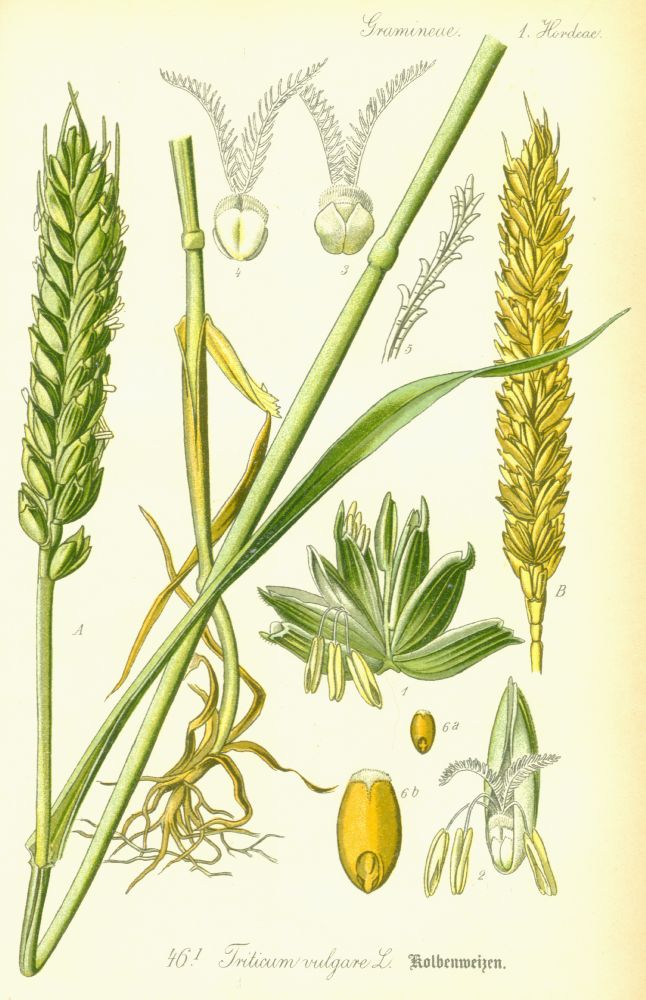 Poaceae Triticum vulgare