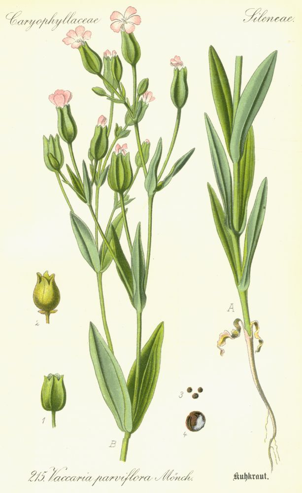 Caryophyllaceae Vaccaria parviflora