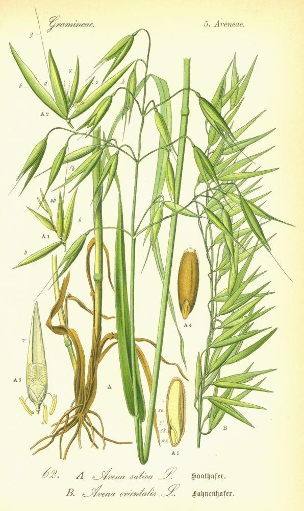Poaceae Avena orientalis