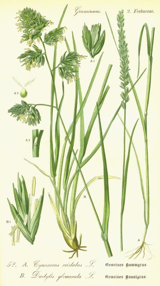 Poaceae Dactylis glomerata
