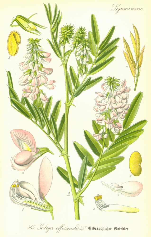 Fabaceae Galega officinalis