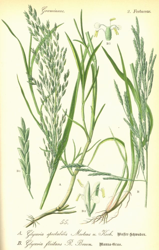 Poaceae Glyceria fluitans