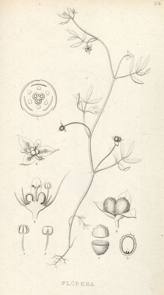 Limnanthaceae Floerkea proserpinacoides