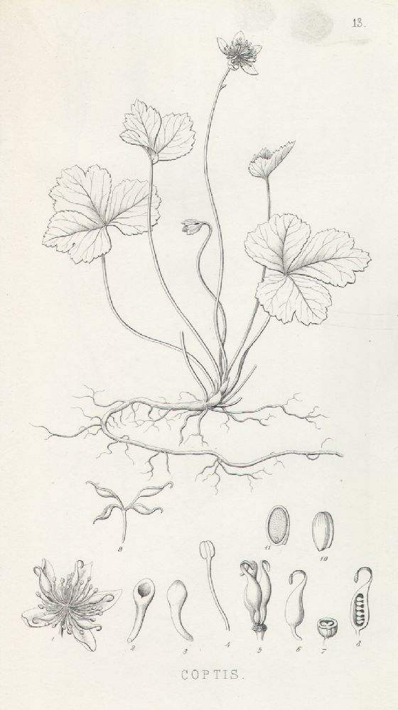 Ranunculaceae Coptis trifolia