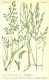 image of Eragrostis poaeoides