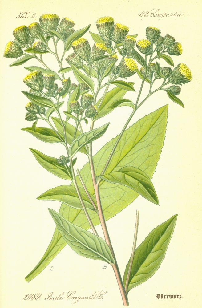 Asteraceae Inula conyza