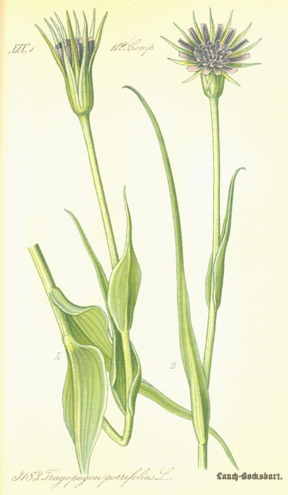 Asteraceae Tragopogon porrifolius