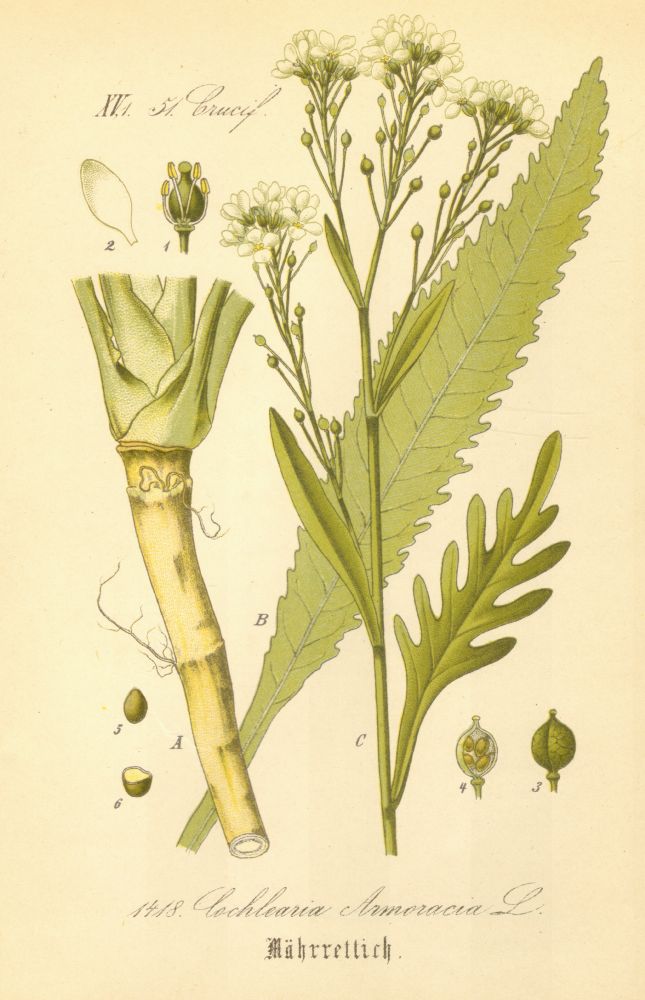 Brassicaceae Cochlearia armoracia
