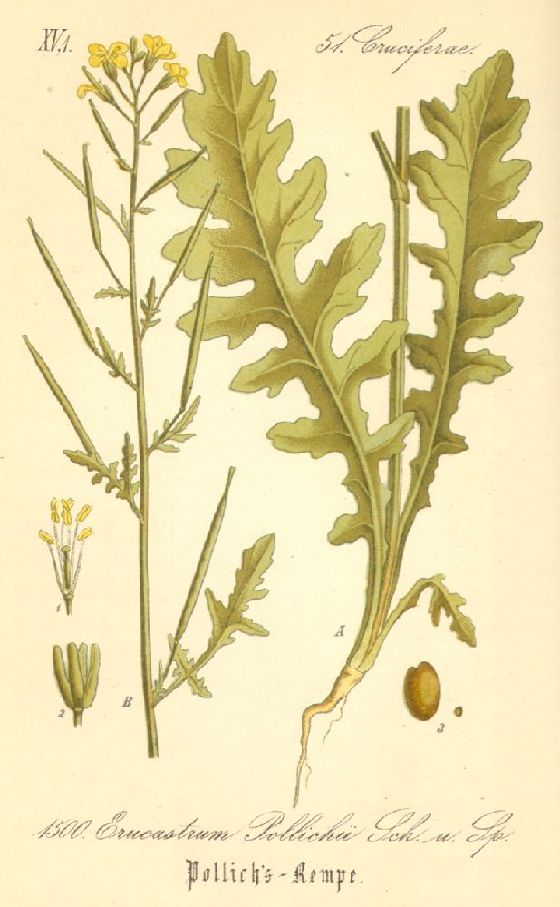 Brassicaceae Erucastrum pollichii