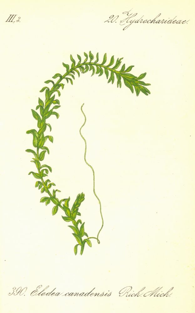 Hydrocharitaceae Elodea canadensis