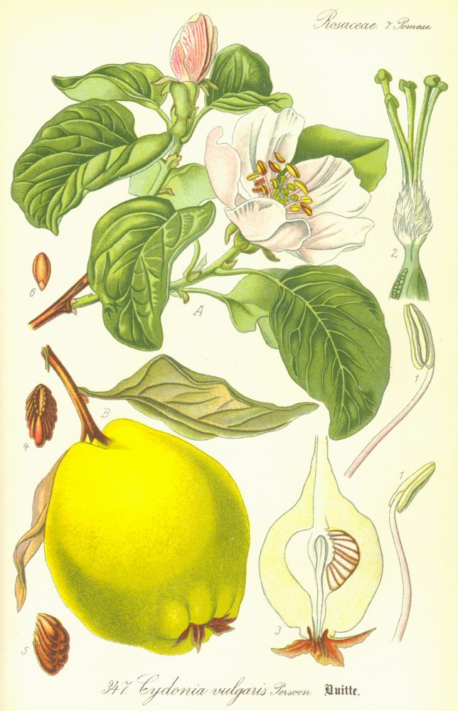 Rosaceae Cydonia vulgaris