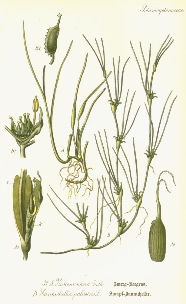 Potamogetonaceae Zannichellia palustris
