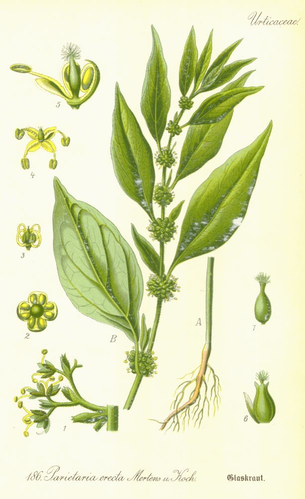 Urticaceae Parietaria erecta